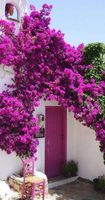 Lagerstroemia bez południa FIOLETOWA 10-20CM