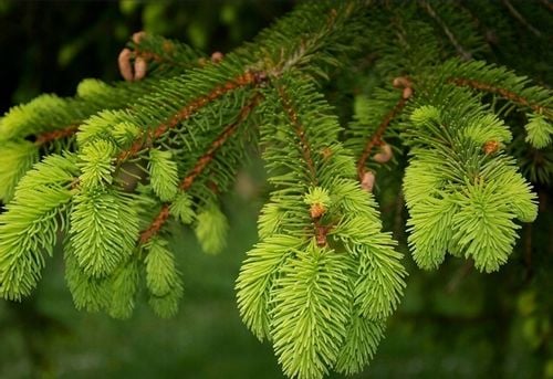 WIOSENNY nawóz do iglaków TUI10 KG SOLIDNY SZTRZAŁ W KOLORZE ZIELONE IGLAKI na Arena.pl