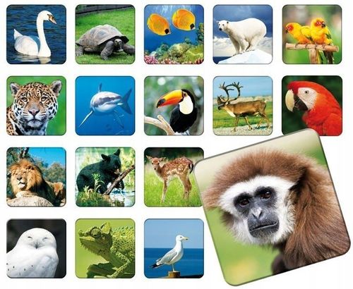 GRA MEMORY MEMO ZOO zwierzęta gra pamięciowa dla dzieci +5 lat na Arena.pl