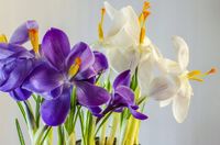 FOTOTAPETA KWIATY FIOLET BIEL DEKORACJA 360x240