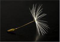 100 70CM OBRAZ PŁÓTNO DMUCHAWCE LATAWCE PŁÓTNO RAMA