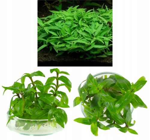 ZESTAW ROŚLIN środkowy plan środek ŁATWY ZESTAW ROŚLIN + gratis PĘSETA na Arena.pl