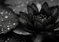 Plakat 70x50cm Lotos w Czerni