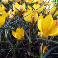 Krokus Cebulki Krokusów Krokusy Żółte Fuscotinctus Chrysanthus 50Szt