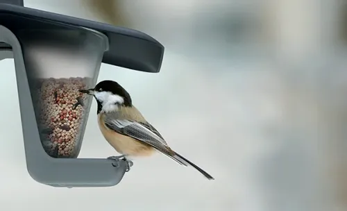 Karmnik dla ptaków - Birdyfeed double na Arena.pl