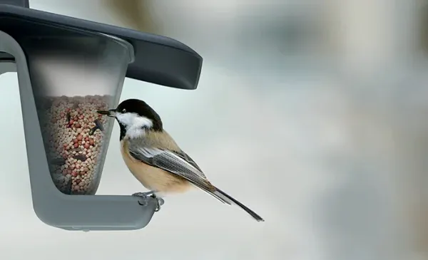 Karmnik dla ptaków - Birdyfeed double zdjęcie 4