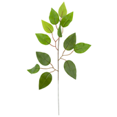 cv07555 liść fikusa gałązka ozdobna dekoracyjna ficus