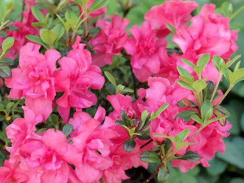 Azalia japońska Rokoko C2 E na Arena.pl