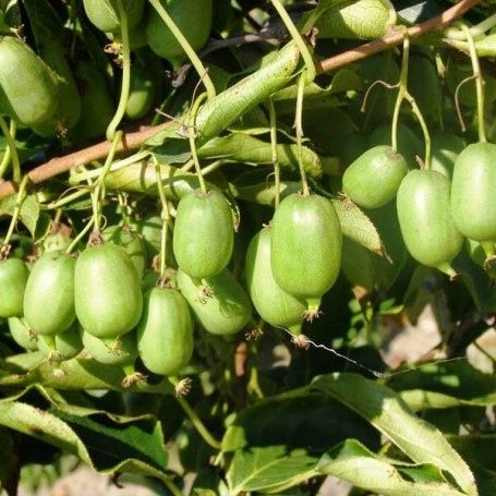 MINI KIWI Aktinidia ISSAI SAMOPYLNE obupłciowa sadzonka SMACZNE owoce na Arena.pl