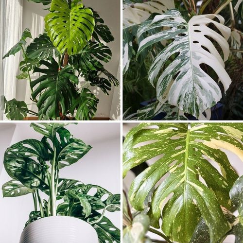 Ziemia do monstery 5l PREMIUM | Plant lover | Bigos z certyfikatem na Arena.pl