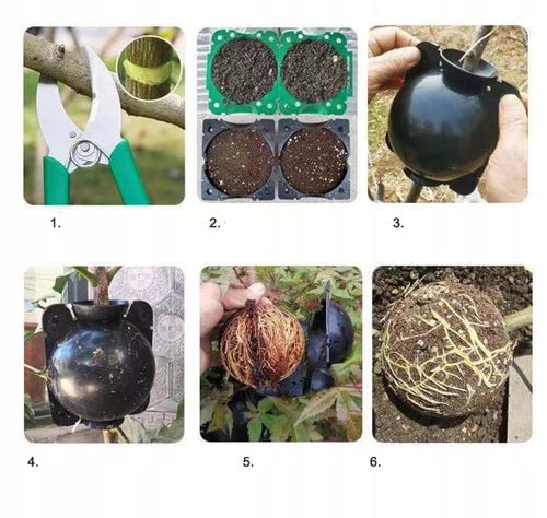 KULE Ukorzeniana SADZONKI Ukorzeniacz ROZMNAŻANIE Sad KLONOWANIE 10x na Arena.pl