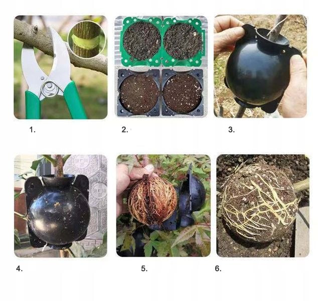 KULE Ukorzeniana SADZONKI Ukorzeniacz ROZMNAŻANIE Sad KLONOWANIE 10x zdjęcie 2