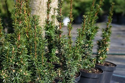 Cis pośredni Wojtek - Taxus media na Arena.pl