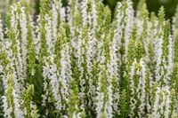 Szałwia omszona Sensation White - Salvia nemorosa