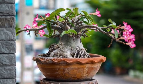 Róża pustyni ADENIUM OBESUM uroczy baobab Adenium opasłe MALUCH na Arena.pl