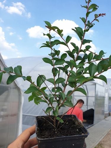 LAGERSTROEMIA INDYJSKA PINK NAJDŁUŻEJ KWITNĄCY KRZEW ŚWIATA Sadz. na Arena.pl