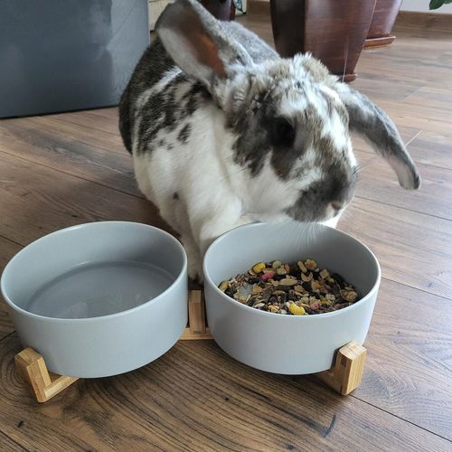 Ceramiczne Miski Dla Psa Kota Na Stojaku - Na Karmę I Wodę na Arena.pl