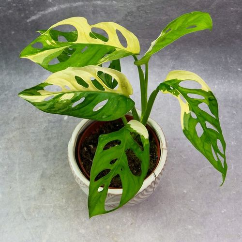 Zestaw do zrobienia podłoża przepuszczalnego, luźnego dla roślin 8L na Arena.pl