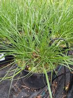 Rozplenica japońska Little Bunny karłowa odmiana