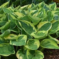Funkia Hosta 'Wide Brim' W DONICZCE 2.0L