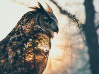 Plakat 80x60cm Sowi Duch