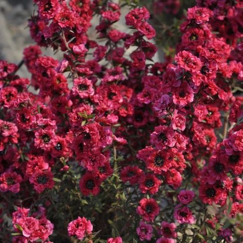 MANUKA Leptospermum scoparium Red Damask miododajne  - sadzonki 30 / 40 cm na Arena.pl