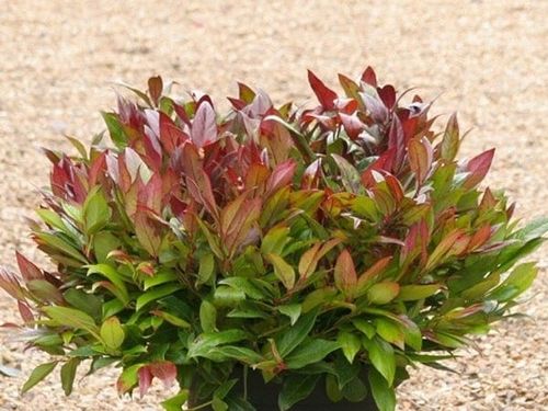 Kiścień SCARLETTA ZEBLID Do cienia Zimozielony Czerwony Duże sadzonki C3 na Arena.pl