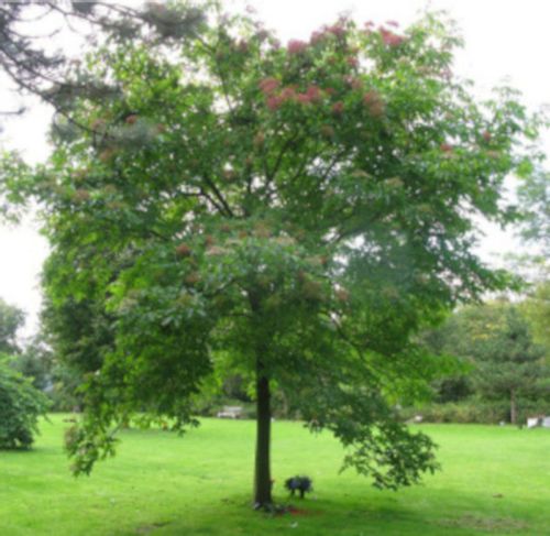 EWODIA KOREAŃSKA Daniellii Miododajna - sadzonki w doniczkach na Arena.pl