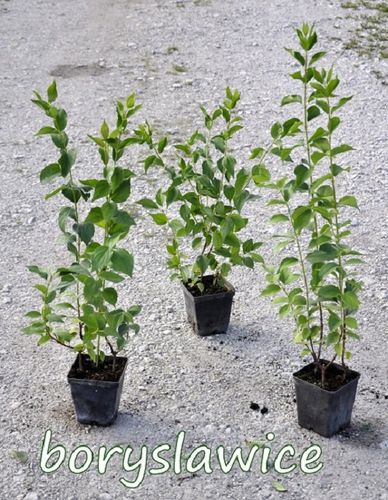 Jaśminowiec wonny (Philadelphus coronarius) w P11, wysokość 80-100 cm na Arena.pl