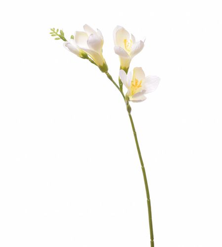 Frezja kremowa na Arena.pl