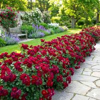 RÓŻA OKRYWOWA BORDOWO - CZERWONA W DONICY POWTARZĄJĄCA KWITNIENIE POLSKA