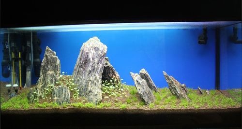 10kg Łupek Drzewiasty Zestaw Skał do Akwarium na Arena.pl