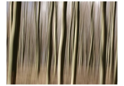 Fototapeta - Forest 300x231 na Arena.pl