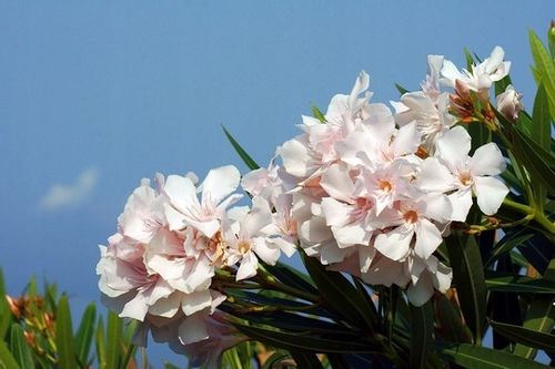 Oleander różowy PA 80-100cm 3L na Arena.pl