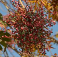 product-compare-54572894