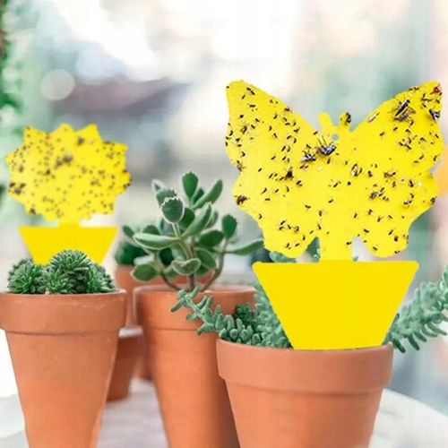 12x ŻÓŁTY LEP DO DONICZEK MOTYL na ziemiórki mszyce muszki owocówki owady na Arena.pl