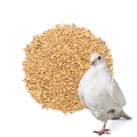 Ryż paddy 1 kg – idealny dodatek paszowy dla gołębi i ptaków lotowych