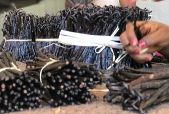 WANILIA LASKI 10 SZT 10-14 cm Laska Wanilii JAKOŚĆ 1 ŚWIEŻE, WILGOTNE LASKI na Arena.pl