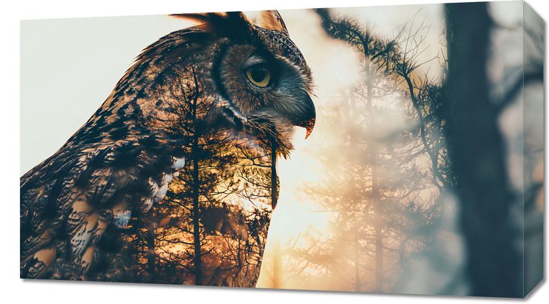 Obraz 70x40cm Sowi Duch zdjęcie 1