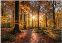 Fototapeta Na Flizelinie Do Sypialni Salonu Las 350x250