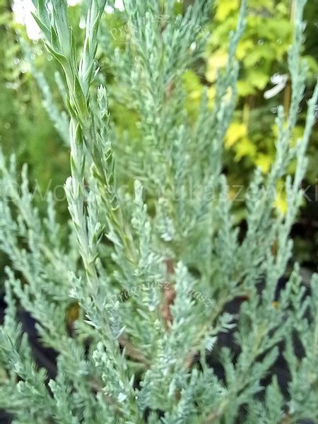 Jałowiec skalny Blue Arrow forma strzelista zdjęcie 4