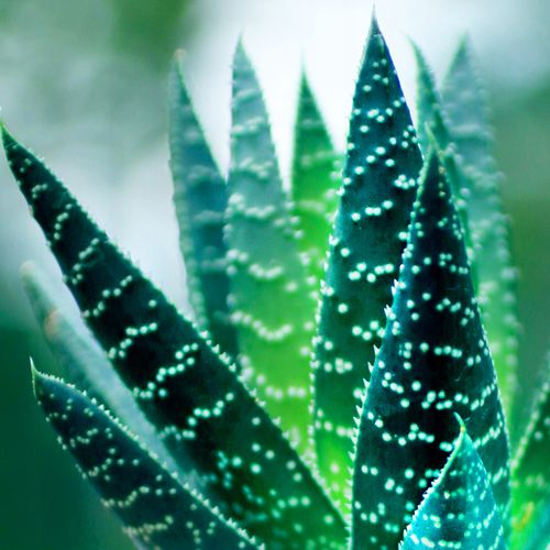 BALSAM Fiesta Sun Pink Pineapple Passion 236 ml na Arena.pl