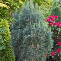 Sosna pospolita FASTIGIATA Kolumnowy pokrój Idealna na żywopłot Sadzonki C3