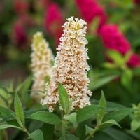 Budleja Dawida 'Butterfly Candy Little White' Karłowata Mała (Buddleja)