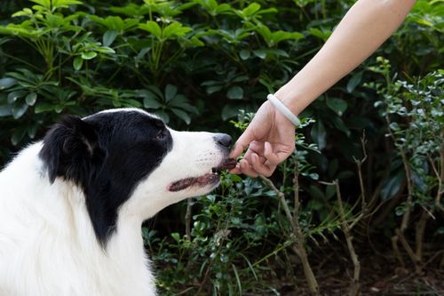 Kiełbaski z wołowiny - Przysmaki dla psa 500g SNAPPY na Arena.pl