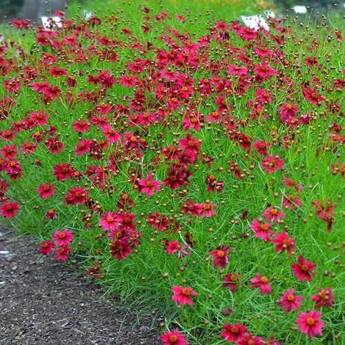 Nachyłek okółkowy RUBY RED Czerwony Na rabaty Kwitnie całe lato Sadzonki 1L na Arena.pl