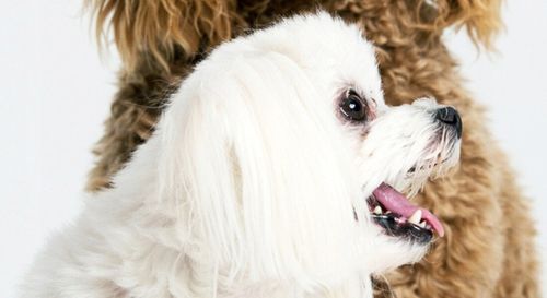 Maszynka do strzyżenia psów CAMRY CR 2821 na Arena.pl