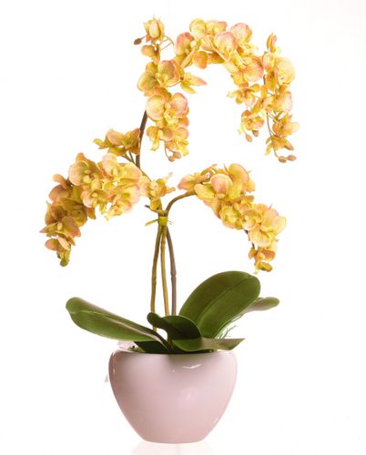 Storczyk w ceramicznej donicy na Arena.pl