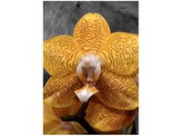 product-compare-58655278