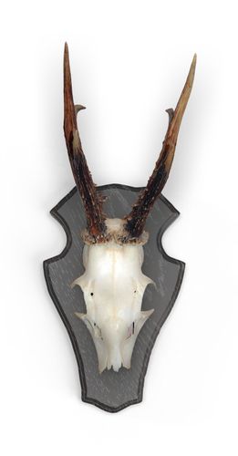 Deska Roebuck dąb 1 19x12 ciemna - zestaw 5 sztuk z metalowymi klipsam na Arena.pl